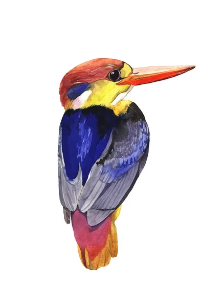 Watercolor illustration of small kingfisher bird — Stock Photo, Image