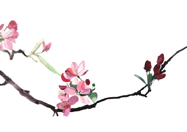 Watercolor illustration of branch with flower — Stock Photo, Image