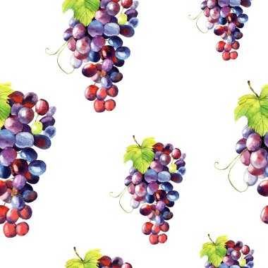 suluboya üzüm illüstrasyon