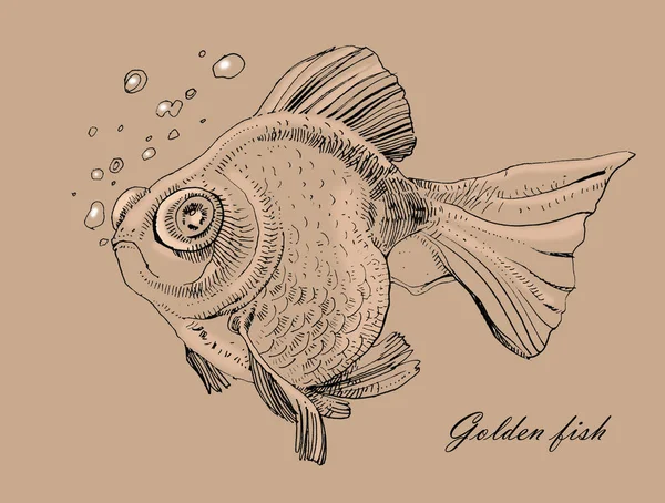 Poisson doré, dessin peint à la main de contour isolé sur blanc b — Photo