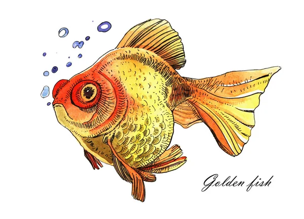 Aquarelle poisson doré, dessin peint à la main de contour isolé — Photo
