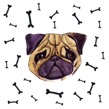 Beyaz arka plan üzerinde izole pug köpek suluboya çizimi.
