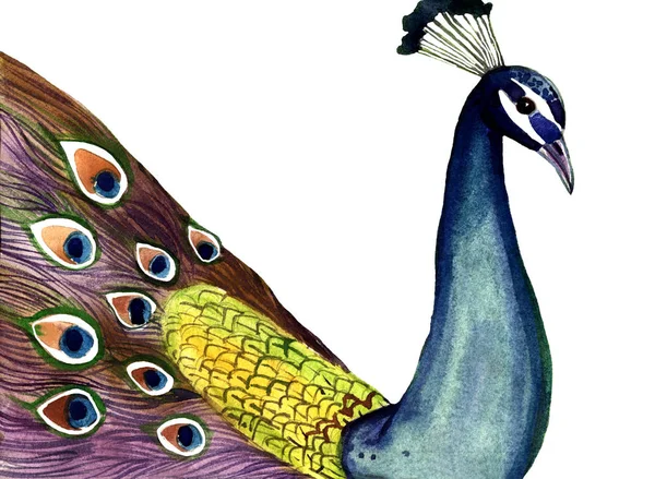 Akvarell Illustrtaion Peacock Isolerad Vit Bakgrund — Stockfoto
