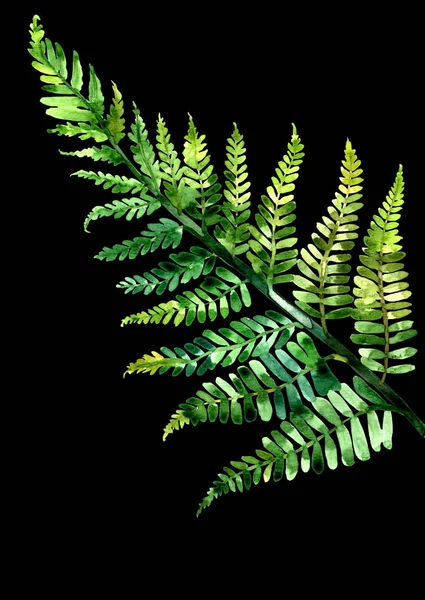 Watercolor Illustration Fern Isolated White Background — Stock Photo, Image