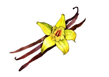 beyaz zemin üzerine suluboya vanilya illüstrasyon