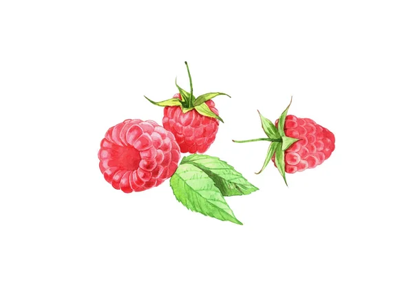 Watercolor Raspberry Ilustrasi Terisolasi Latar Belakang Putih — Stok Foto