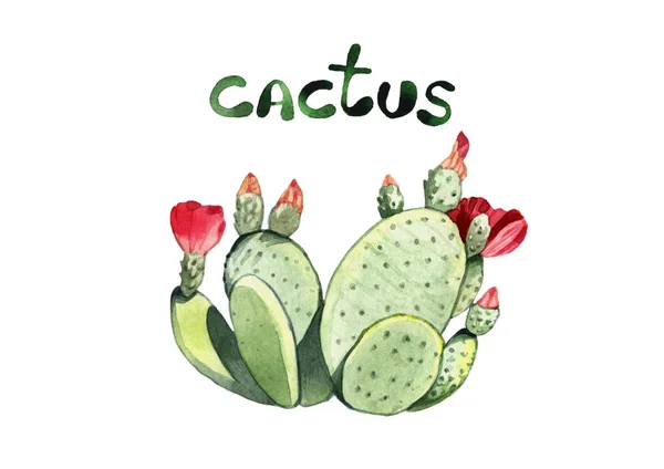 Cactus acuarela aislado sobre fondo blanco — Foto de Stock