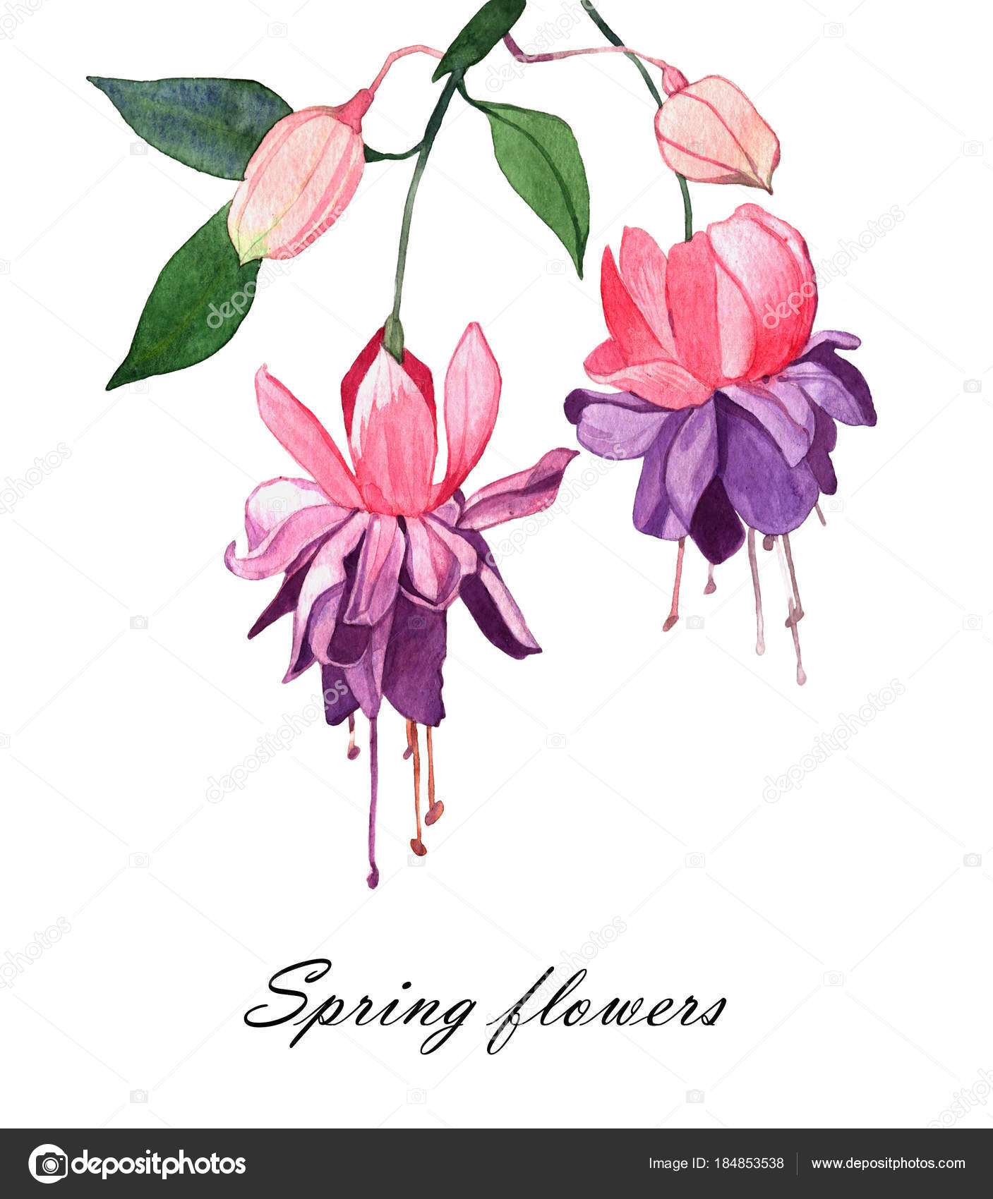 Fuchsia Lantern Flower图库照片 免版税fuchsia Lantern Flower图片 Depositphotos