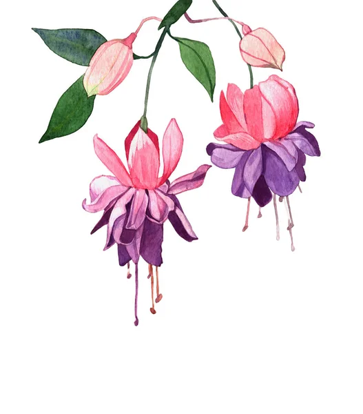 Aquarelle Printemps Fleur Illustration Isolé Sur Fond Blanc Fleur Fuchsia — Photo