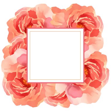 Pembe gül çiçekleri çerçeve beyaz arkaplanda izole