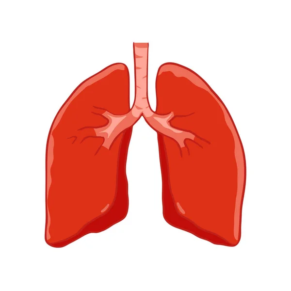 Vektor menschliche Lungen — Stockvektor