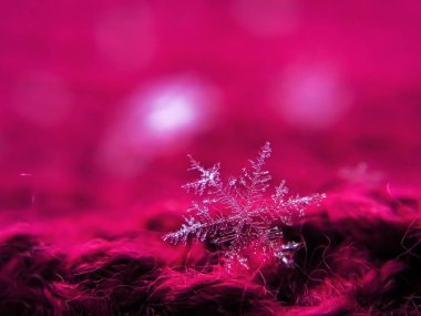 Kızıl kış arka planında kar taneleri güzeldir.