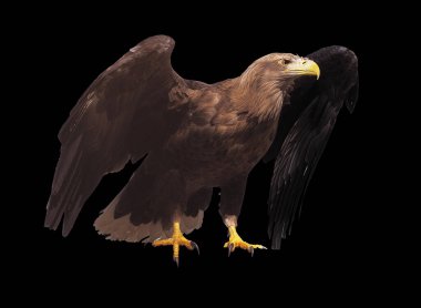 Kartal ile izole kanat açtı