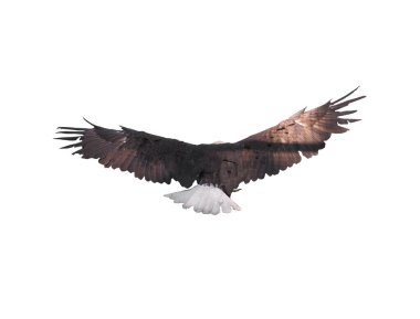 Kartal ile izole kanat açtı