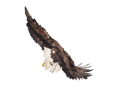 Kartal ile izole kanat açtı