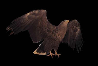 Kartal ile izole kanat açtı