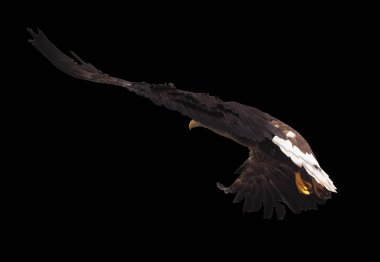 Kartal ile izole kanat açtı