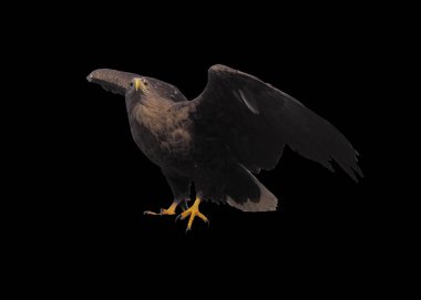 Kartal ile izole kanat açtı