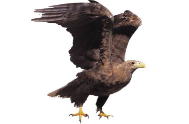 Kartal ile izole kanat açtı