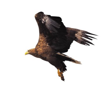 Kartal ile izole kanat açtı