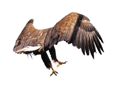 Kartal ile izole kanat açtı