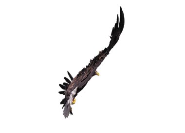 Kartal ile izole kanat açtı