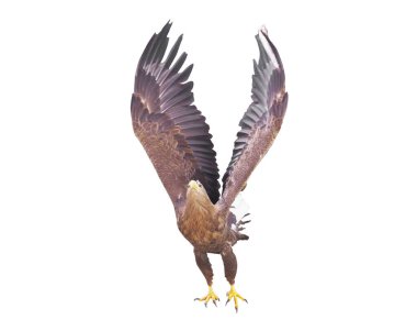 Kartal ile izole kanat açtı