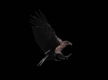 Kartal ile izole kanat açtı