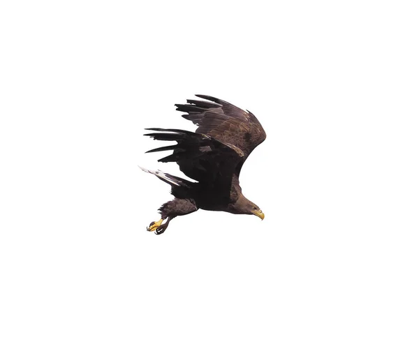 Eagle Opened Wings Isolated — Stock Photo, Image