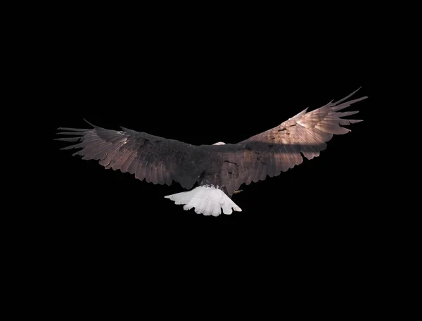 Eagle Met Geopende Vleugels Geïsoleerd — Stockfoto