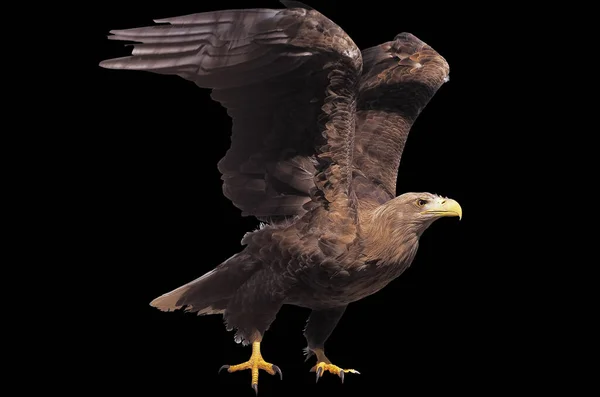 Αετός Ανοιγμένα Φτερά Απομονωμένες — Φωτογραφία Αρχείου