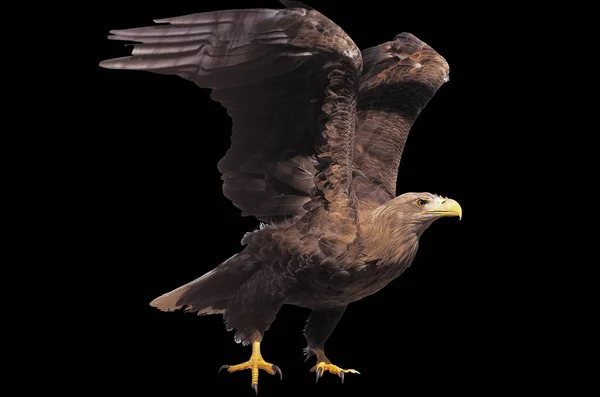 Eagle Opened Wings Isolated — Stock Photo, Image