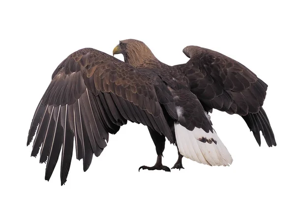 Águila Con Alas Abiertas Aisladas — Foto de Stock