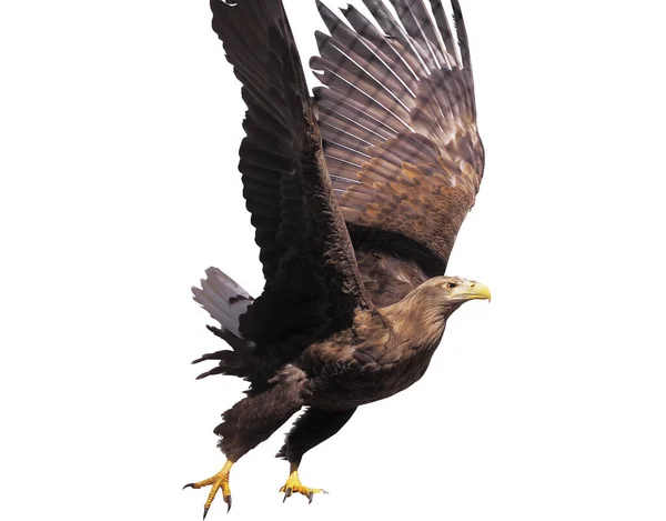 Eagle Met Geopende Vleugels Geïsoleerd — Stockfoto