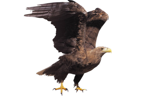 Eagle with opened wings isolated