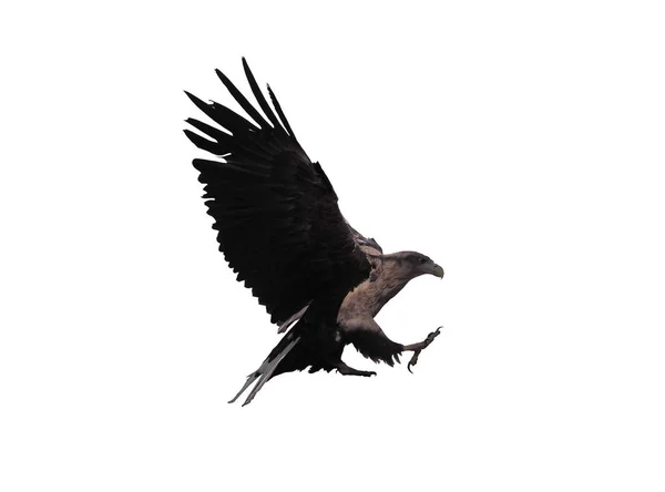 Орел Открытыми Крыльями Изолирован — стоковое фото