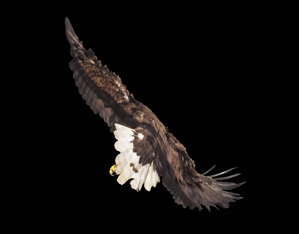 Eagle Opened Wings Isolated — Stock Photo, Image