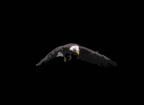 Eagle Opened Wings Isolated — Stock Photo, Image