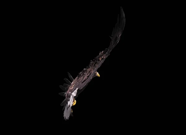 Орел Открытыми Крыльями Изолирован — стоковое фото