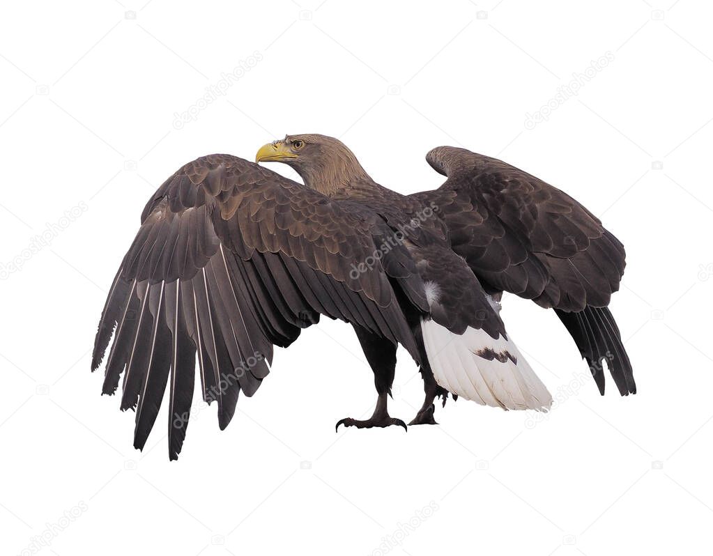 Eagle with opened wings isolated