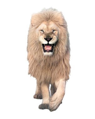 Aslan yürüyor ve beyaz kameraya bakıyor.