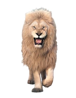 Aslan yürüyor ve beyaz kameraya bakıyor.