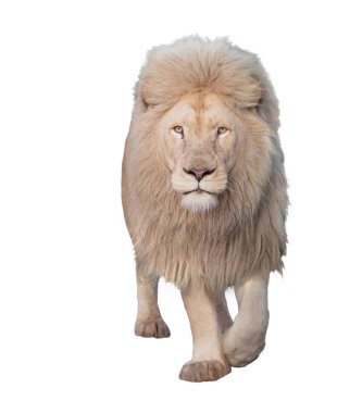 Aslan yürüyor ve beyaz kameraya bakıyor.