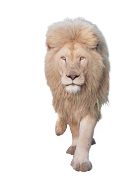 Aslan yürüyor ve beyaz kameraya bakıyor.