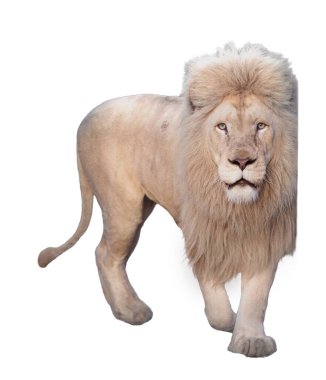 Aslan yürüyor ve beyaz kameraya bakıyor.