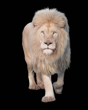 Aslan yürüyor ve kameraya bakıyor.