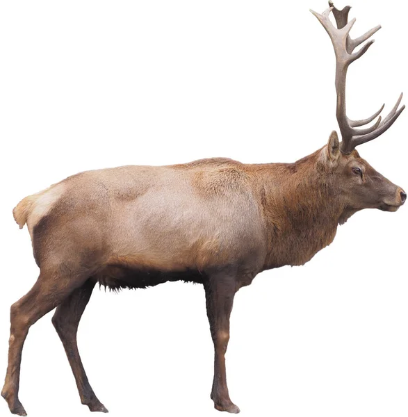 白い背景に隔離されたフルサイズの茶色の鹿 — ストック写真