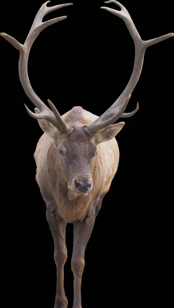 Braune Hirsche Stehen Voller Größe Isoliert Auf Schwarzem Hintergrund — Stockfoto