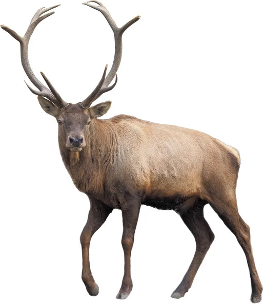 白い背景に隔離されたフルサイズの茶色の鹿 — ストック写真