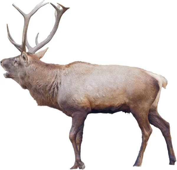 Brown Deer Standing Full Size Isolated White Background Stock Photo by ©mironenko.s.v.1990.gmail